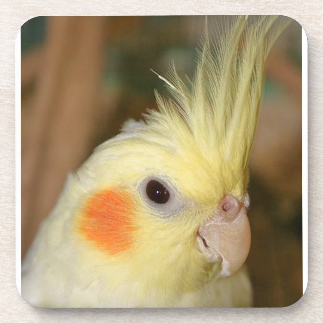 Yellow Cockatiel Coaster (Front)