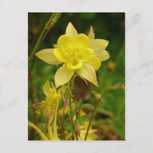 Yellow Columbine Flower Postcard