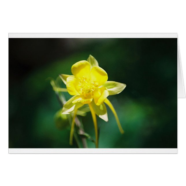 Yellow Columbine Wildflower (Front Horizontal)