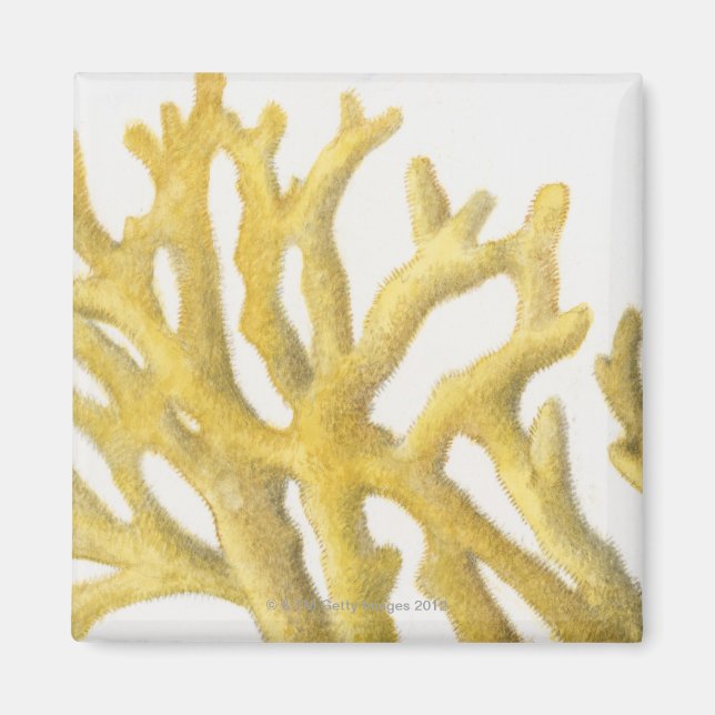 Yellow Coral Magnet (Front)
