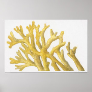 Yellow Coral Poster