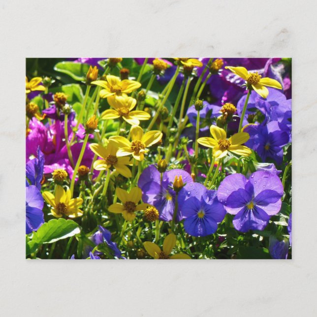 Yellow Coreopsis and Purple Violas Colourful Flora Postcard (Front)