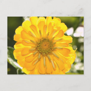 Yellow cosmo, yellow daisy, yellow flower postcard
