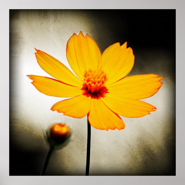 Yellow cosmos flower - Fine art Poster (Front)