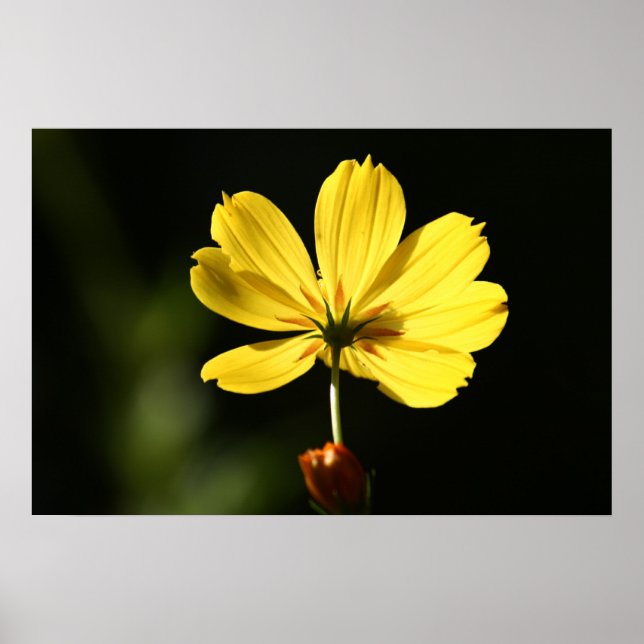 Yellow cosmos flower poster (Front)