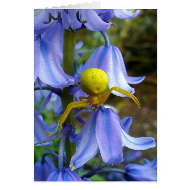 Yellow Crab / Flower Spider (Front)