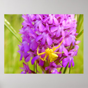 Yellow Crab Spider Poster