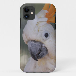 Yellow Crested Cockatoo (iPhone 5 Case) iPhone 11 Case