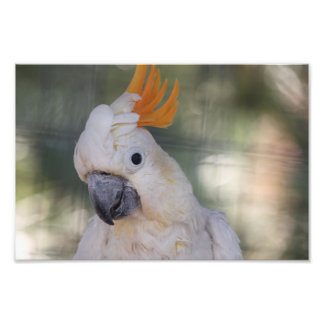 Yellow Crested Cockatoo - Print