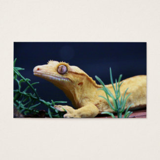 Yellow Crested Gecko Resting