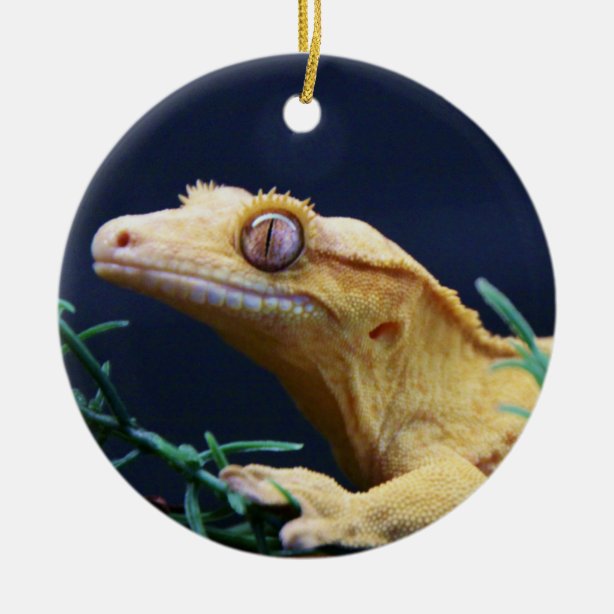 Crested Gecko Gifts & Gift Ideas Zazzle UK