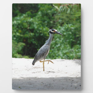 Yellow-crested night heron plaque