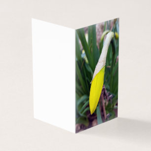 yellow crocus bud
