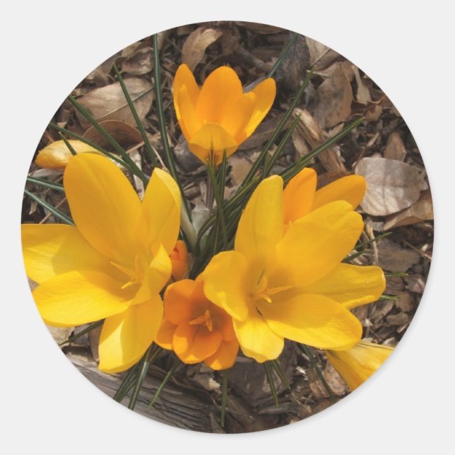 Yellow Crocus Classic Round Sticker (Front)