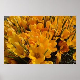 Yellow Crocus flavus - Golden Yellow Flowers  Poster