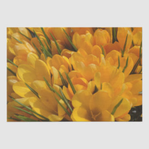Yellow Crocus flavus - Golden Yellow Flowers  Tissue Paper