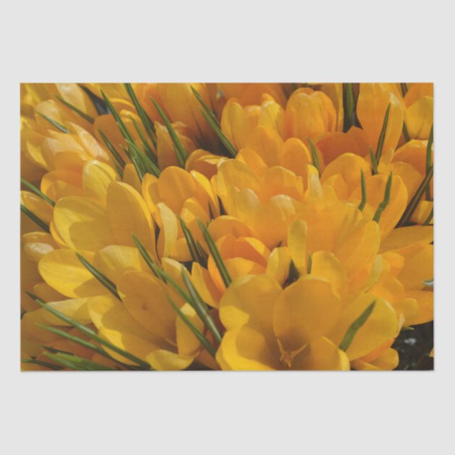 Yellow Crocus flavus - Golden Yellow Flowers  Tissue Paper (Front)