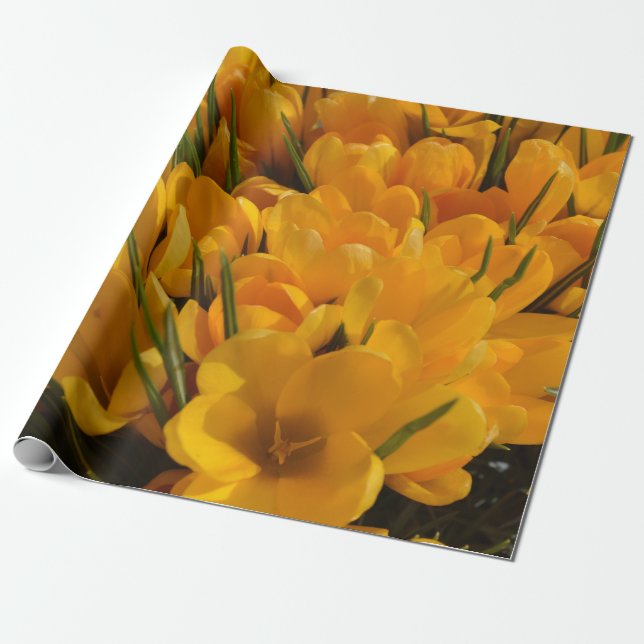 Yellow Crocus flavus - Golden Yellow Flowers   Wrapping Paper (Unrolled)