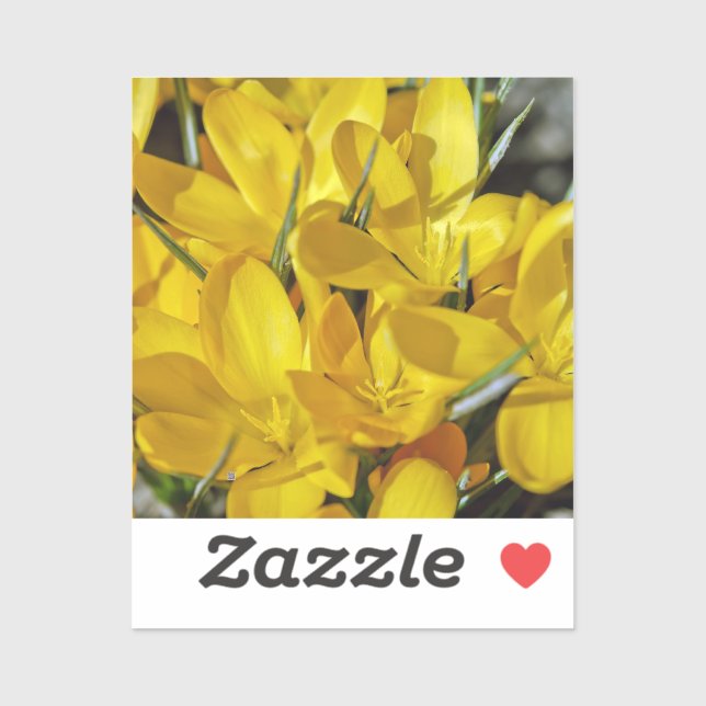Yellow Crocus Flowers (Sheet)