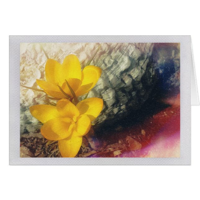 Yellow Crocus Flowers (Front Horizontal)