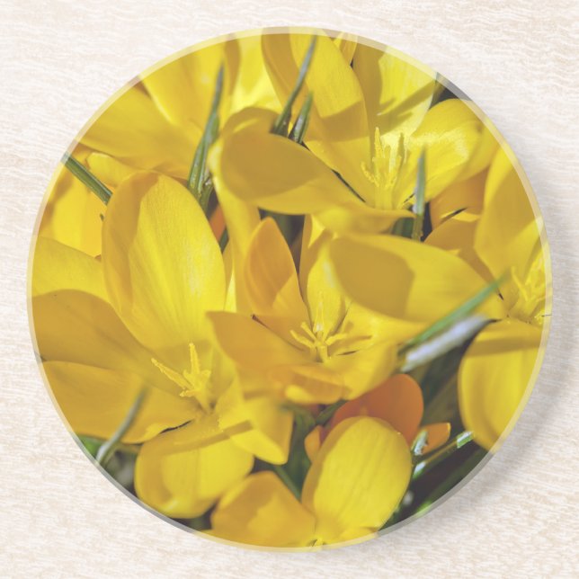 Yellow Crocus Flowers Coaster (Front)
