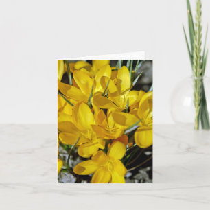Yellow Crocus Flowers Holiday Card