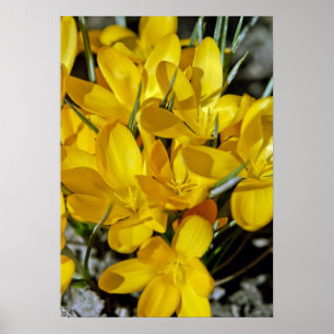 Yellow Crocus Flowers Poster