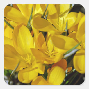 Yellow Crocus Flowers Square Sticker