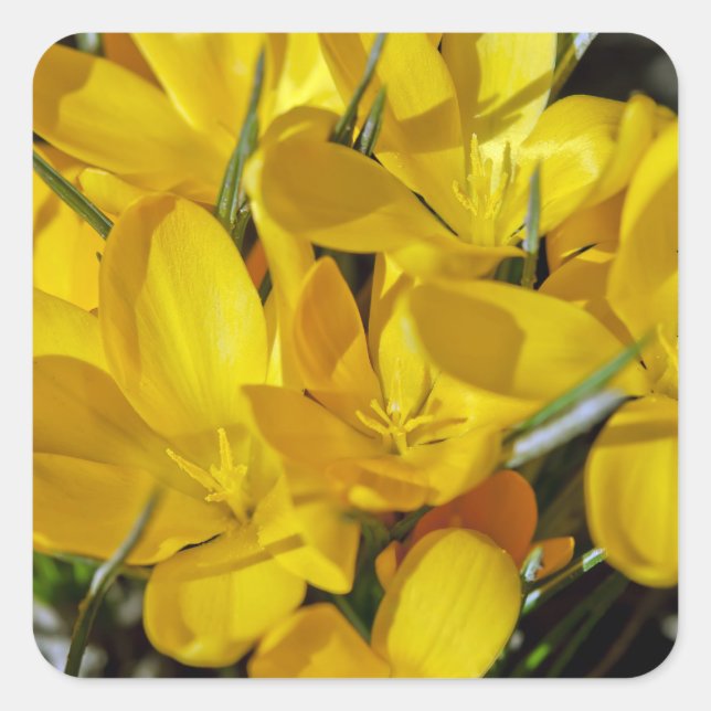 Yellow Crocus Flowers Square Sticker (Front)
