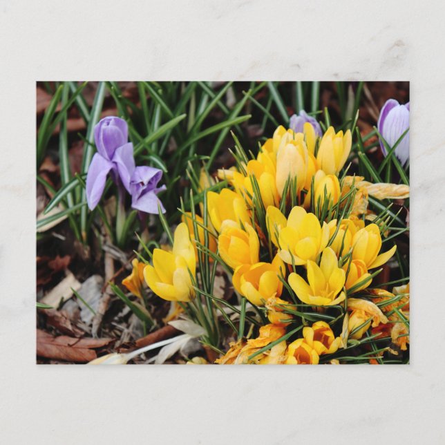Yellow Crocus photo with green accent  Postcard (Front)