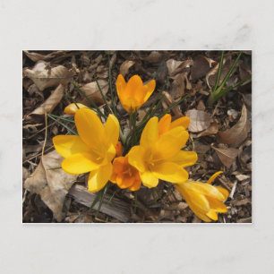 Yellow Crocus Postcard