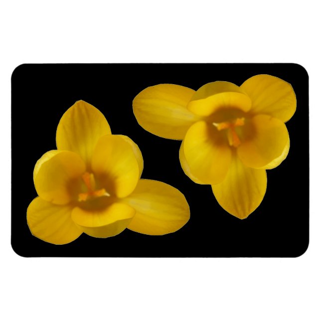 Yellow Crocus Premium Magnet (Horizontal)