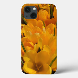 Yellow Crocuses - Happy Floral Heralds of Spring iPhone 13 Case