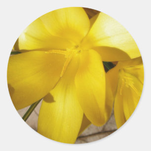 Yellow Crocuses Stickers