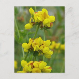 Yellow Crown-vetch, Unalaska Island Postcard