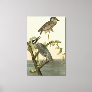 Yellow-Crowned Heron from Audubon Birds of America Canvas Print