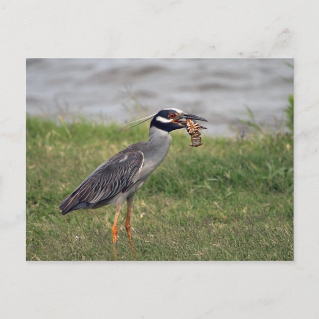 Yellow Crowned Night Heron eating a Crawdad Postcard (Front)
