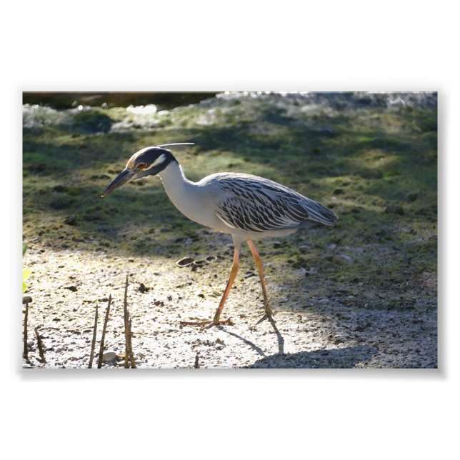 Yellow-crowned Night Heron, Florida Photo Print (Front)