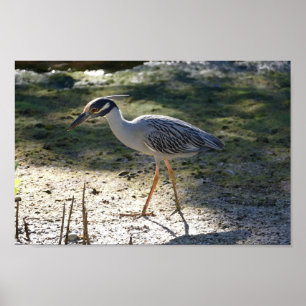 Yellow-Crowned Night Heron, Florida Poster