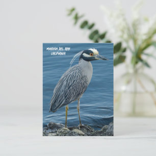 Yellow-Crowned Night Heron- Marina Del Rey, CA Postcard