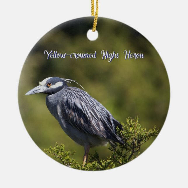 Yellow-Crowned Night Heron Ornament (Front)