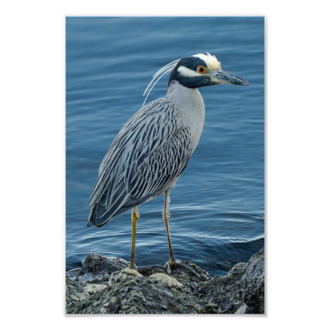 Yellow-Crowned Night Heron Photo Print (Front)