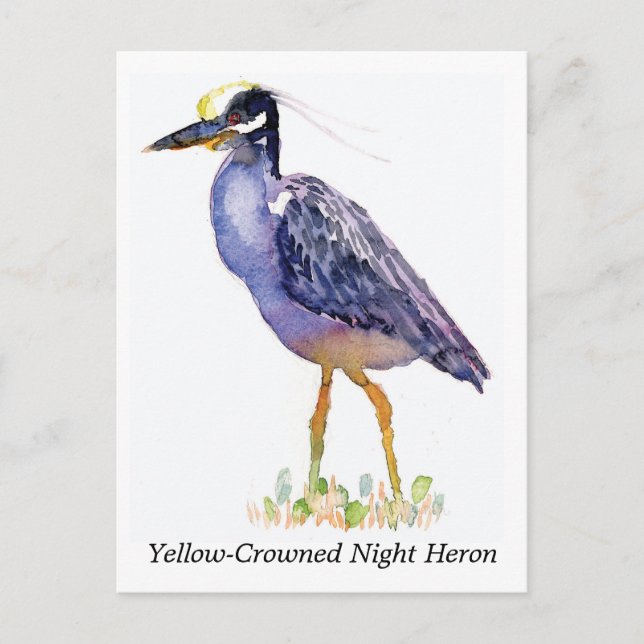 Yellow-Crowned Night Heron postcard (Front)