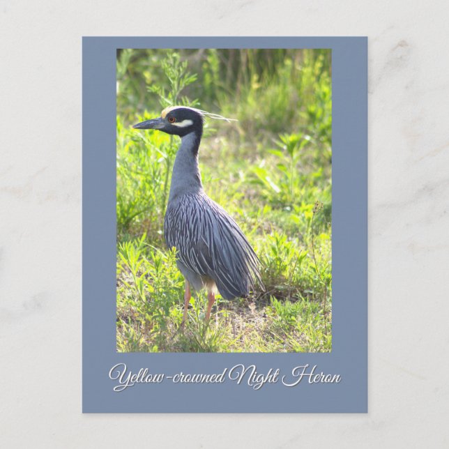 Yellow-crowned Night Heron Postcard (Front)