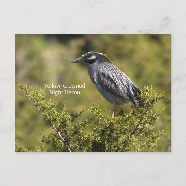 Yellow-crowned Night Heron Postcard (Front)