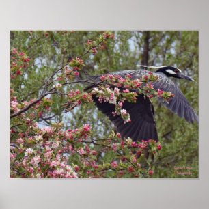 Yellow-Crowned Night Heron Poster