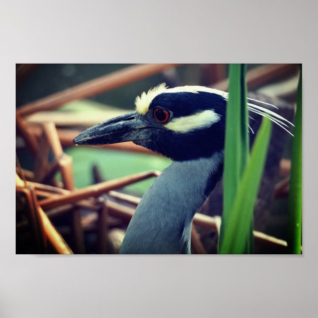  Yellow-crowned Night Heron Poster (Front)