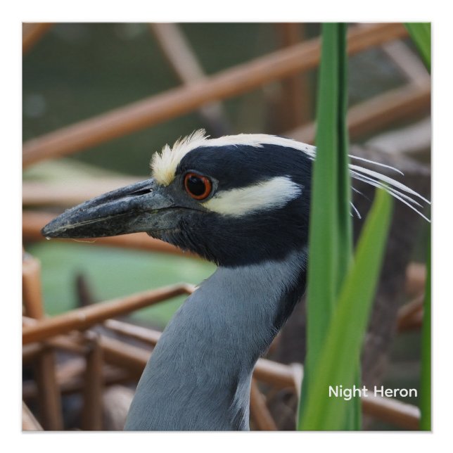  Yellow-crowned Night Heron Poster (Front)