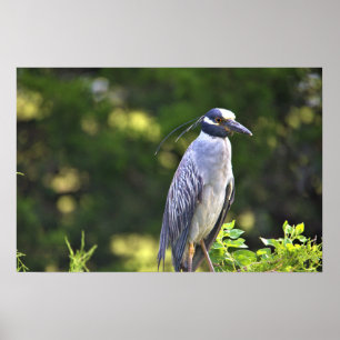 Yellow-crowned Night-Heron Poster