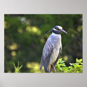 Yellow-crowned Night-Heron Poster